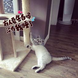 猫咪视频成人亚洲