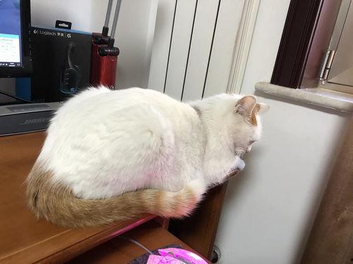 猫咪视频成人亚洲