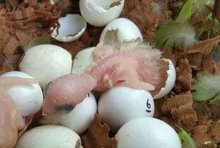 鸟蛋孵化成人类视频