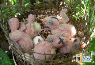 鸟蛋孵化成人类视频