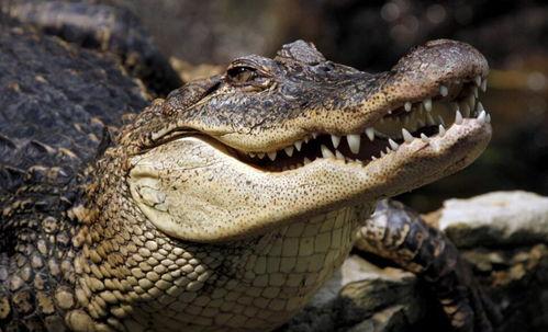 鳄鱼变成人类视频大全,鳄鱼变身人类视频大盘点