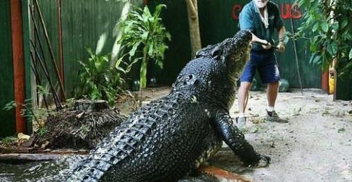 鳄鱼变成人类视频大全,鳄鱼变身人类视频大盘点