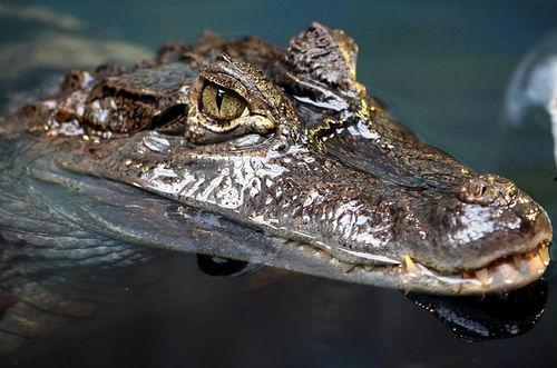 鳄鱼变成人类视频大全,鳄鱼变身人类视频大盘点