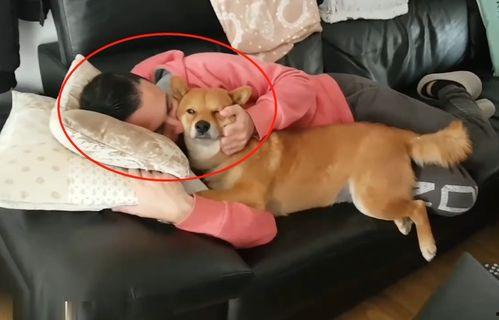 小狗玩成人叠积木视频,小狗玩转成人叠积木大作战