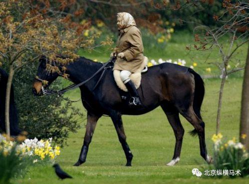 成人骑马进程视频大全,骑马教程视频大全解析