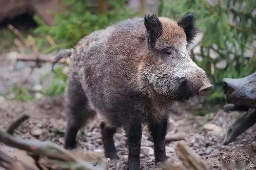 野猪怎么变成人类视频,揭秘神秘视频背后的奇幻之旅