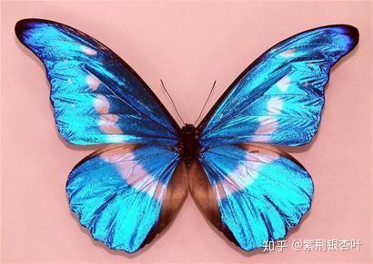 蝴蝶变成人有多美丽视频,人形蝴蝶的绝美蜕变