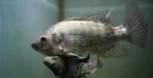 变异成人鱼视频在线观看